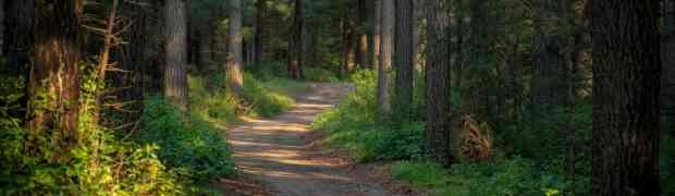 Insight Through Movement