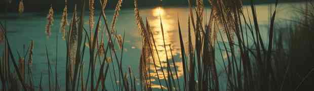 The Paradox of Softness